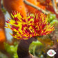 Circus Tent Feather Duster | Sabellastarte sp.