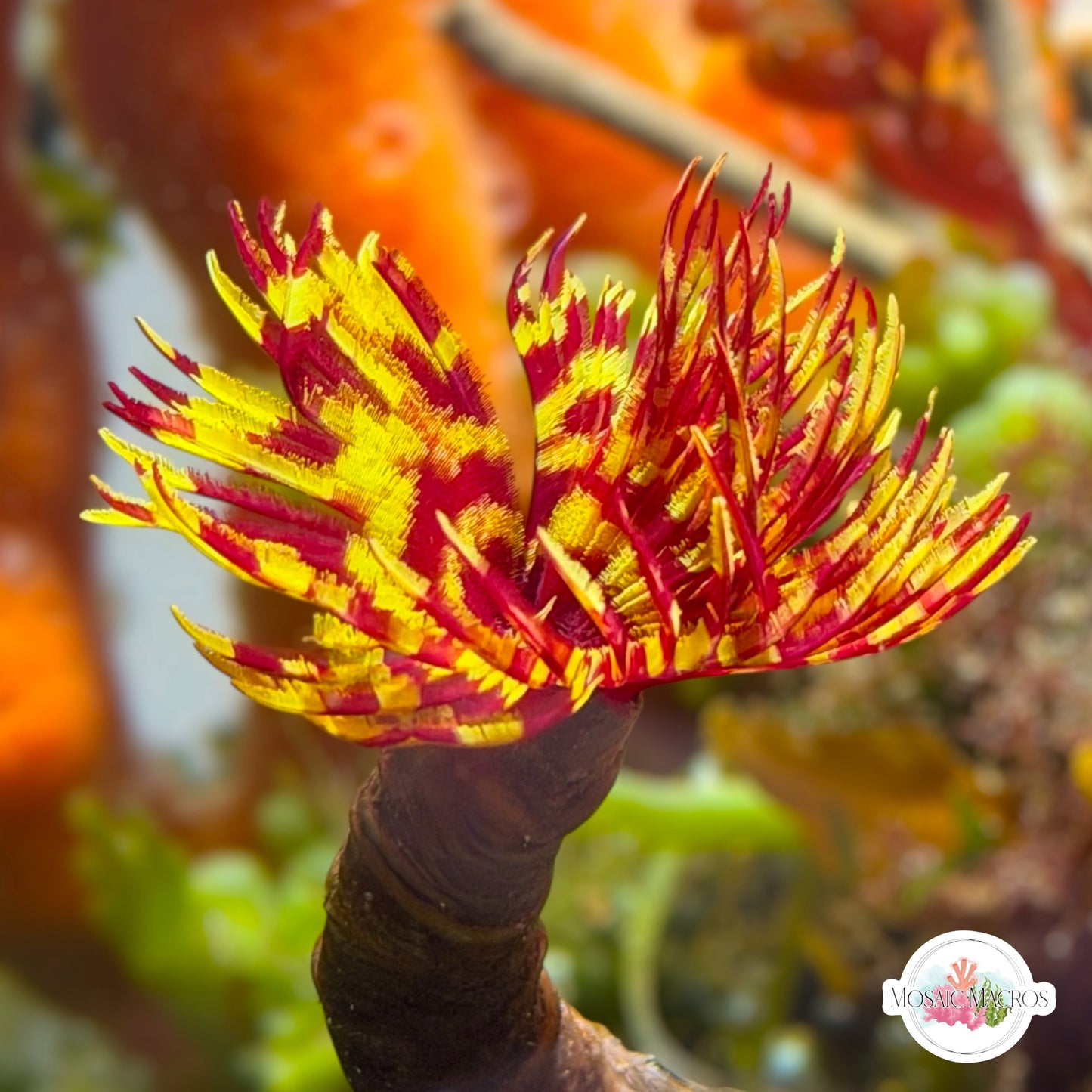 Circus Tent Feather Duster | Sabellastarte sp.