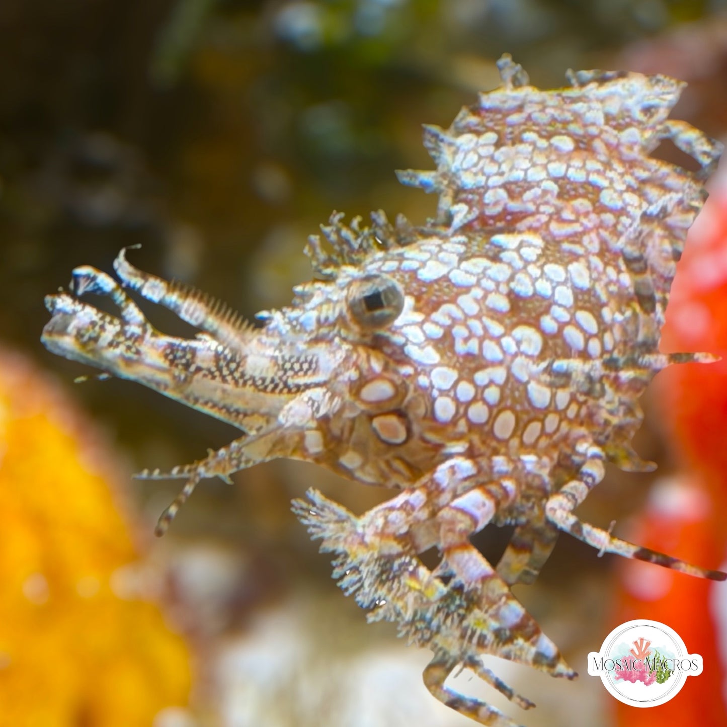 Marbled Saron Shrimp | Saron marmoratus
