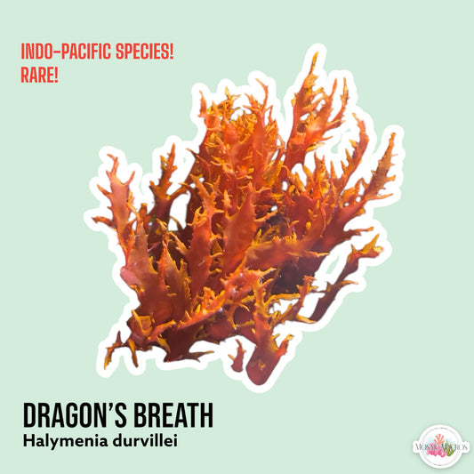 Dragon’s Breath Macroalgae | Halymenia durvillei