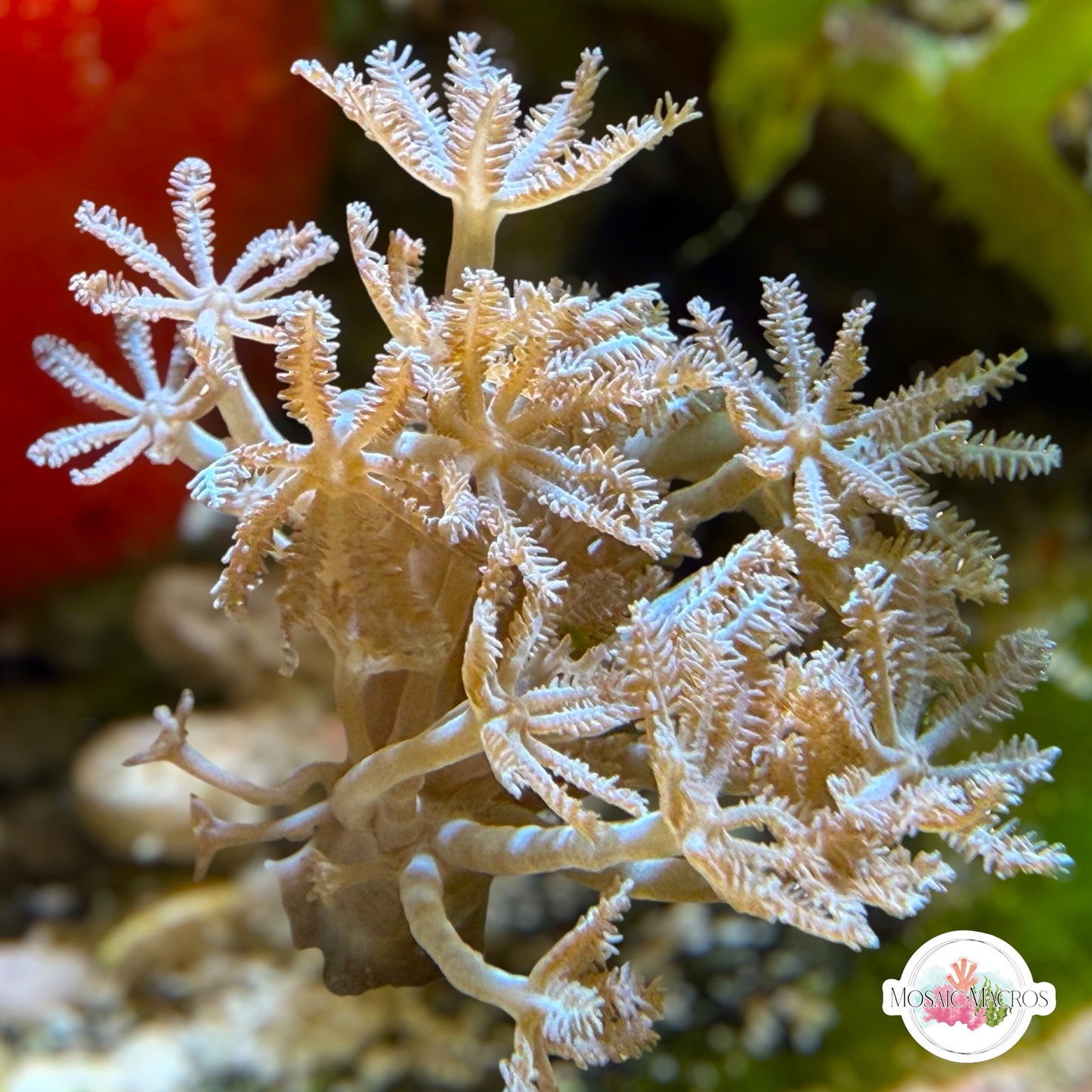 Pulsing Xenia | Xenia sp.
