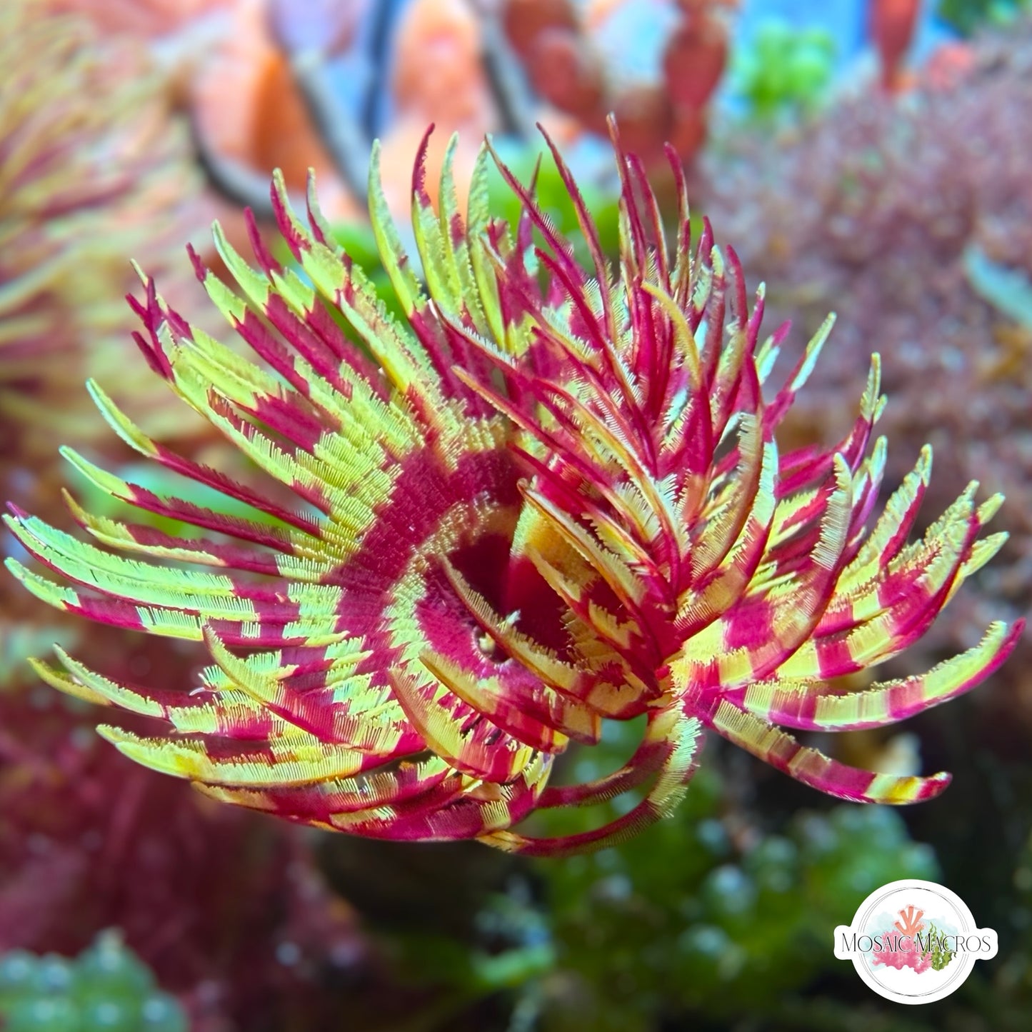 Circus Tent Feather Duster | Sabellastarte sp.