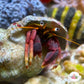 Orange-Clawed Hermit Crab | Calcinus tibicen