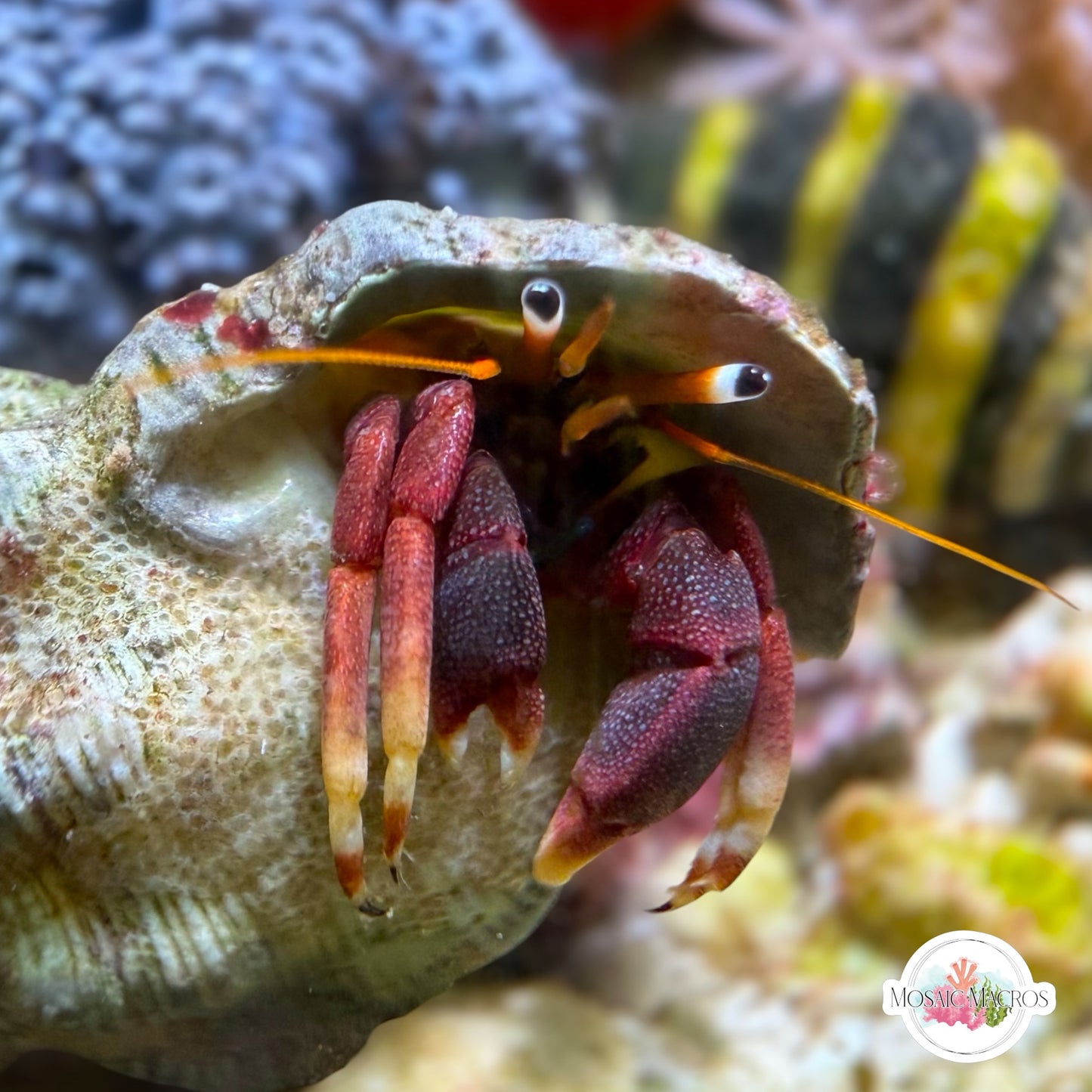 Orange-Clawed Hermit Crab | Calcinus tibicen
