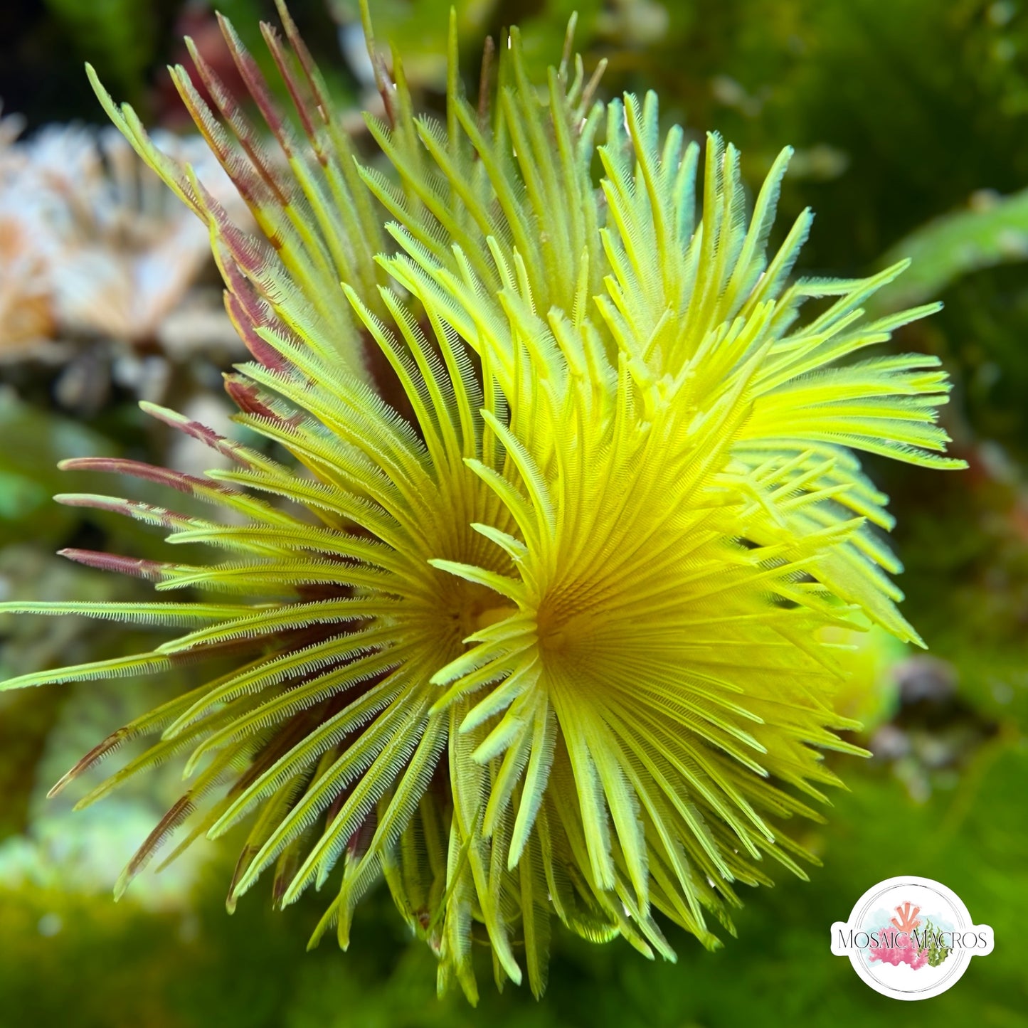 Golden Feather Duster | Sabellastarte sp.