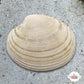 Disk Dosinia Clam | Dosinia discus