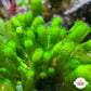 Ringed Finger Macroalgae | Neomeris annulata
