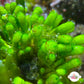 Ringed Finger Macroalgae | Neomeris annulata