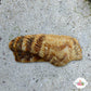 Noah’s Ark Clam | Arca noae