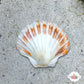 Calico Scallop | Argopecten gibbus