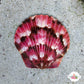 Calico Scallop | Argopecten gibbus