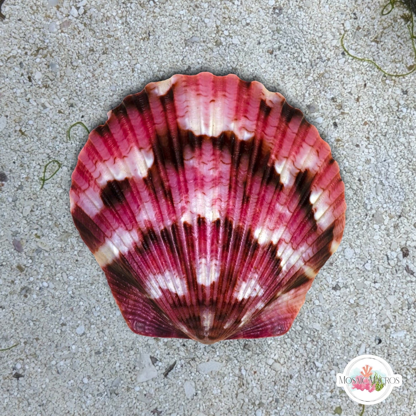 Calico Scallop | Argopecten gibbus