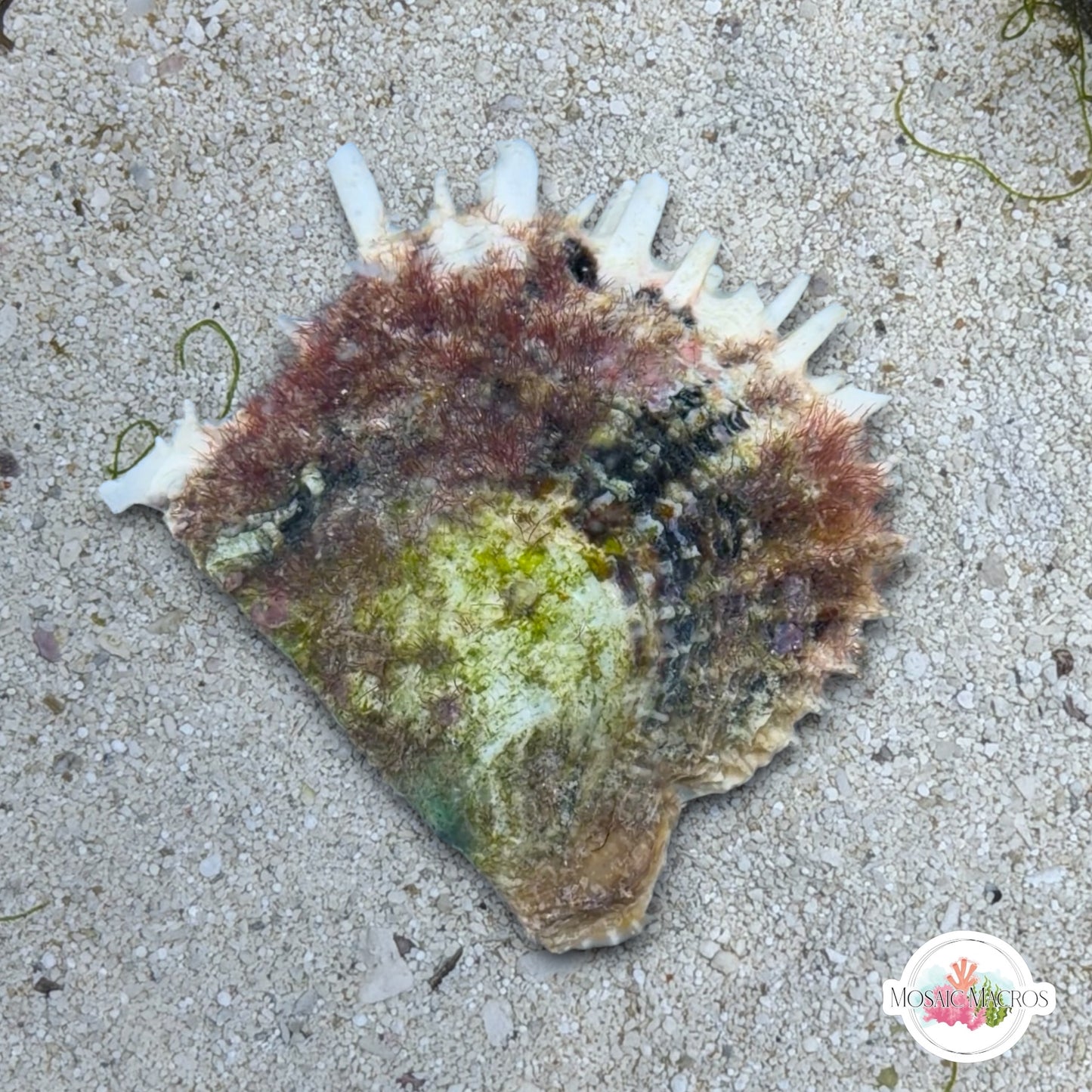 Feather Oyster | Pteriidae spp.