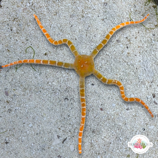Orange Slimy Serpent Star | Ophiuroids spp.