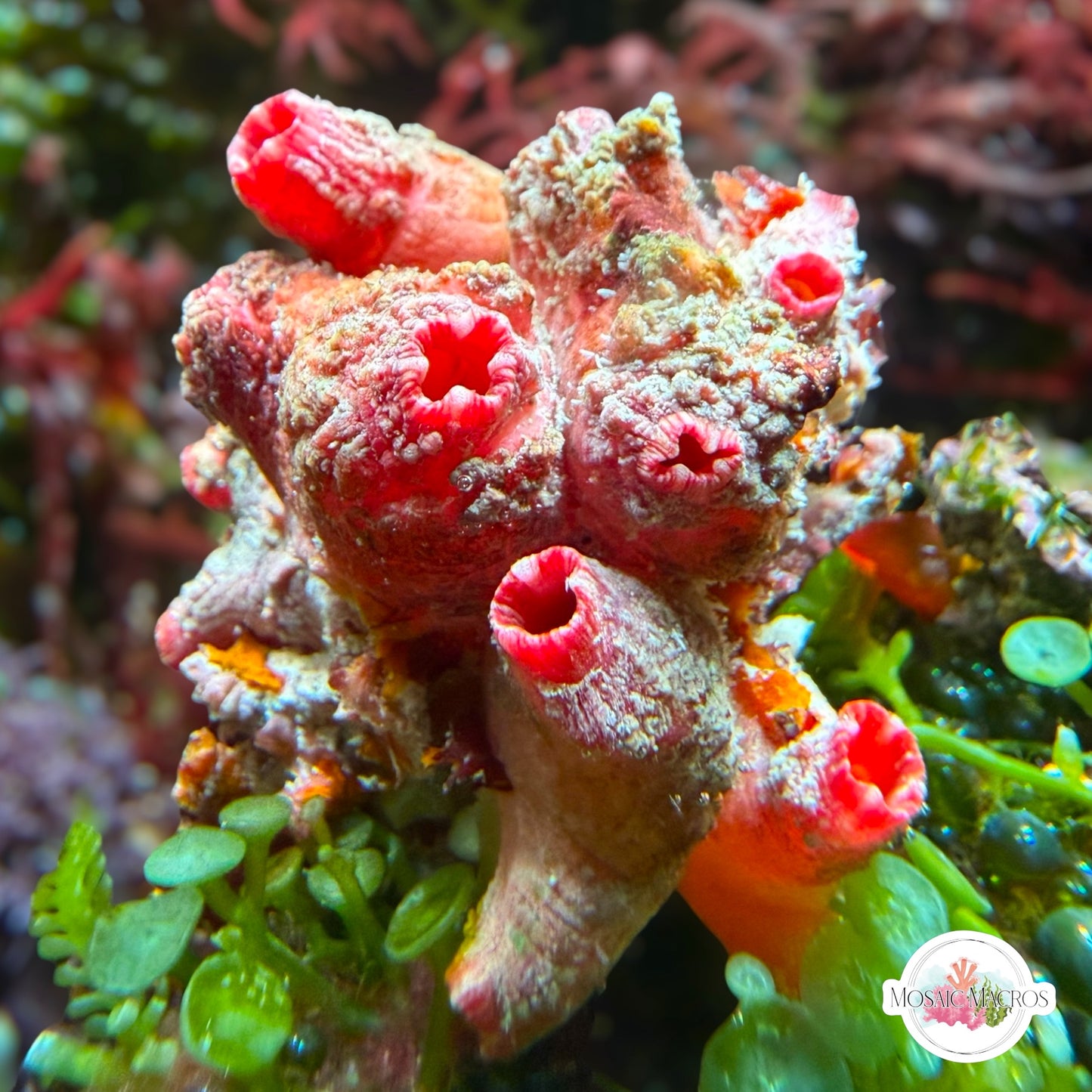 Red Pleated Sea Squirt Cluster | Polycarpa sp.