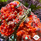 Clam & Sponge Combo | Unknown sp.