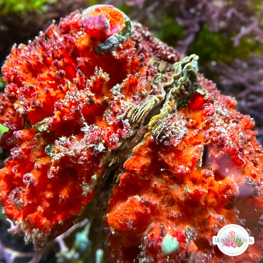 Clam & Sponge Combo | Unknown sp.
