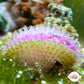 Mini Purple Flame Scallop | Limaria sp.