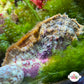 Noah’s Ark Clam | Arca noae