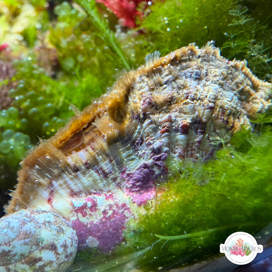 Noah’s Ark Clam | Arca noae