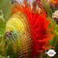 Flame Scallop | Ctenoides scaber