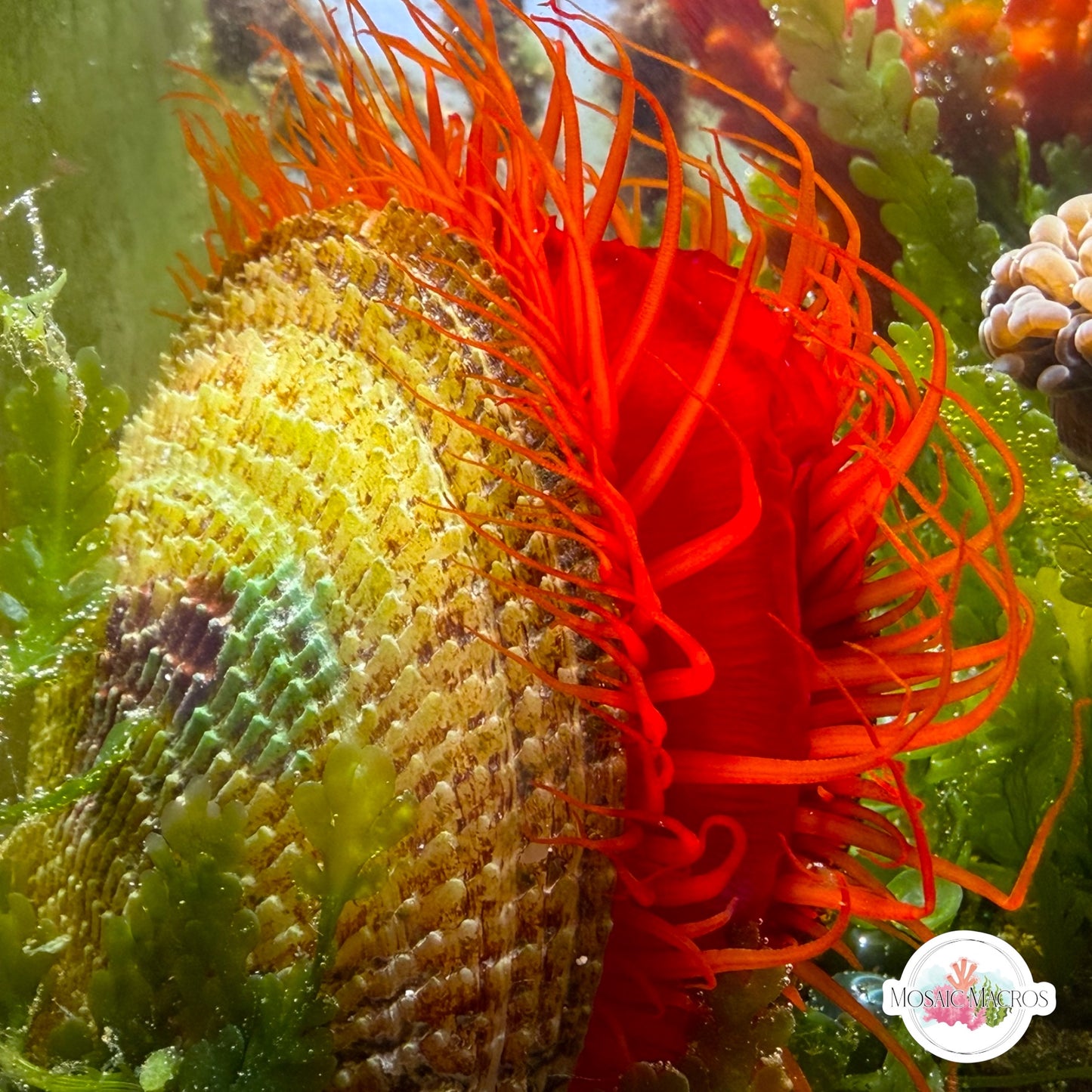 Flame Scallop | Ctenoides scaber