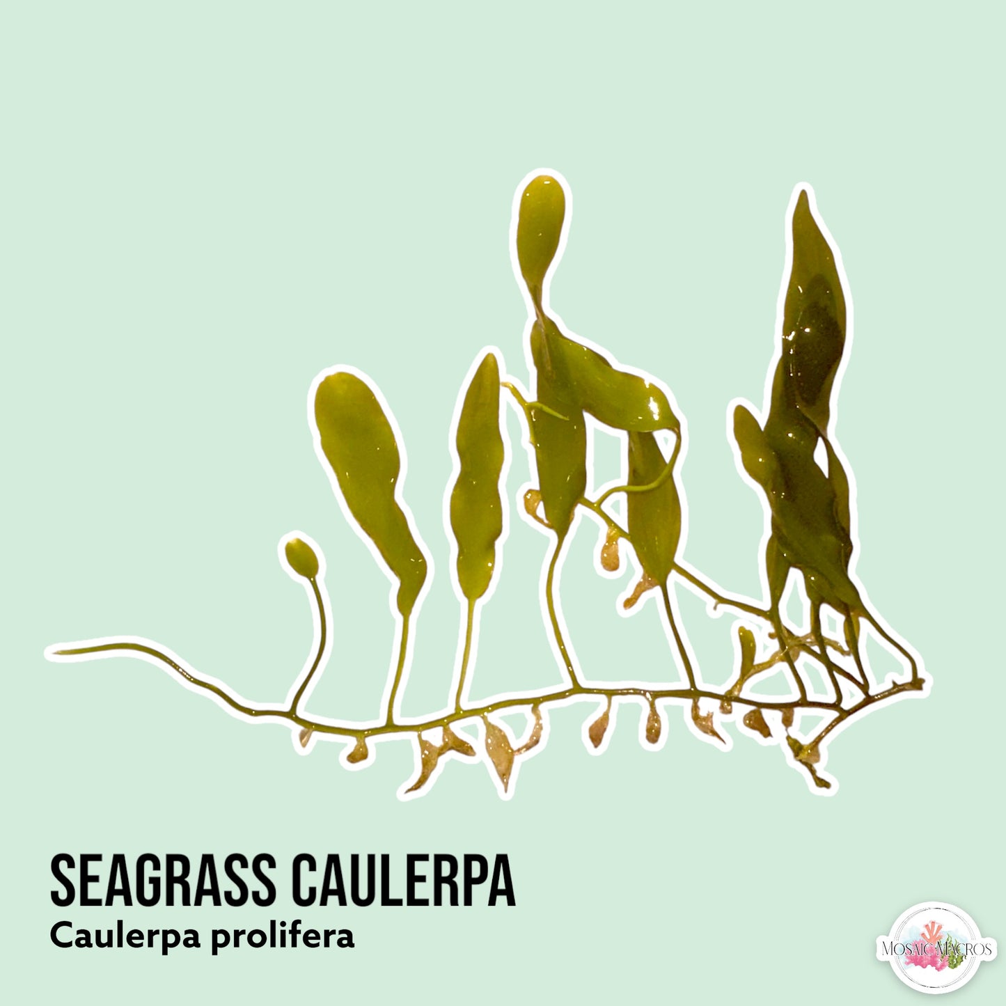 Seagrass Caulerpa Macroalgae | Caulerpa prolifera