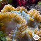 Ultra Rock Flower Anemone | Phymanthus crucifer