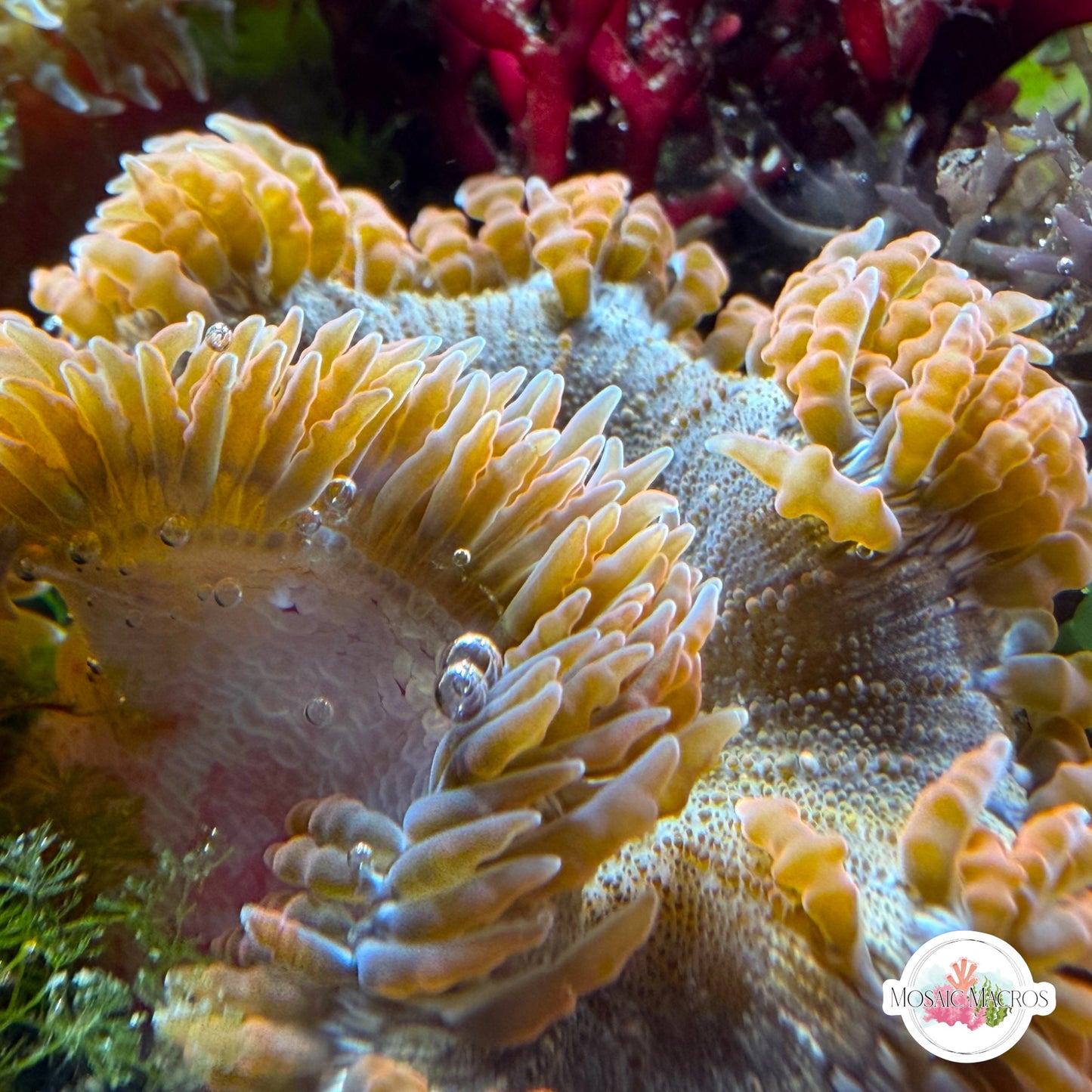 Ultra Rock Flower Anemone | Phymanthus crucifer