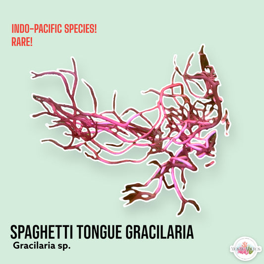 Spaghetti Tongue Gracilaria Macroalgae | Gracilaria sp.