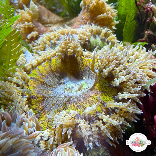 Ultra Rock Flower Anemone | Phymanthus crucifer