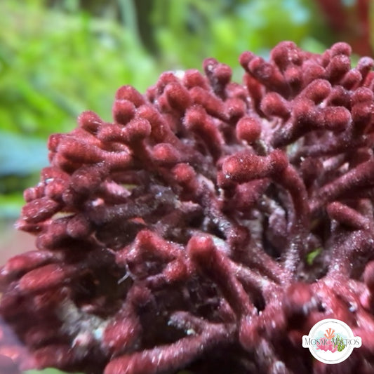 Bramble Thicket Macroalgae | Galaxaura sp.