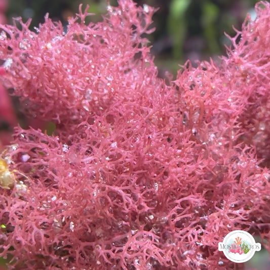 Crimson Tumbleweed Macroalgae | Gracilaria sp.
