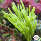 Cactus Caulerpa Macroalgae | Caulerpa cupressoides