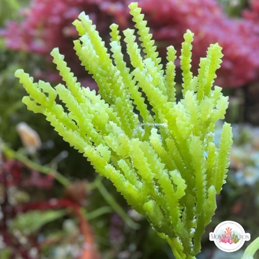 Cactus Caulerpa Macroalgae | Caulerpa cupressoides