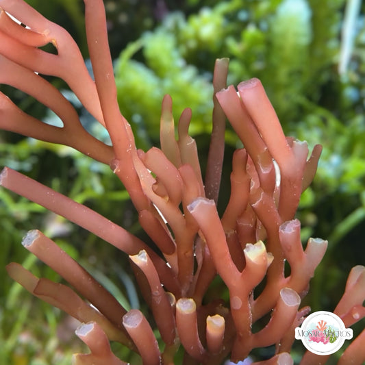 Red Bamboo Macroalgae | Gracilaria sp
