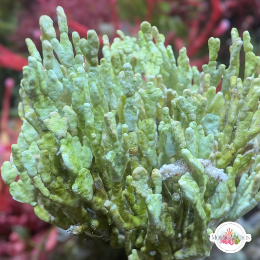 Forked Halimeda Macroalgae | Halimeda incrassata