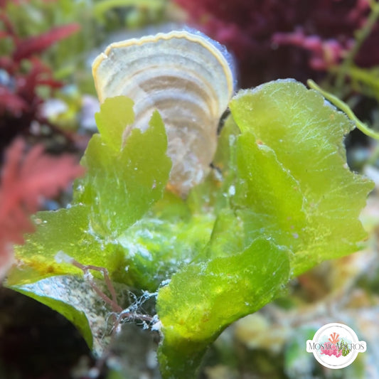 Brittle Sea Lettuce | Unknown sp.