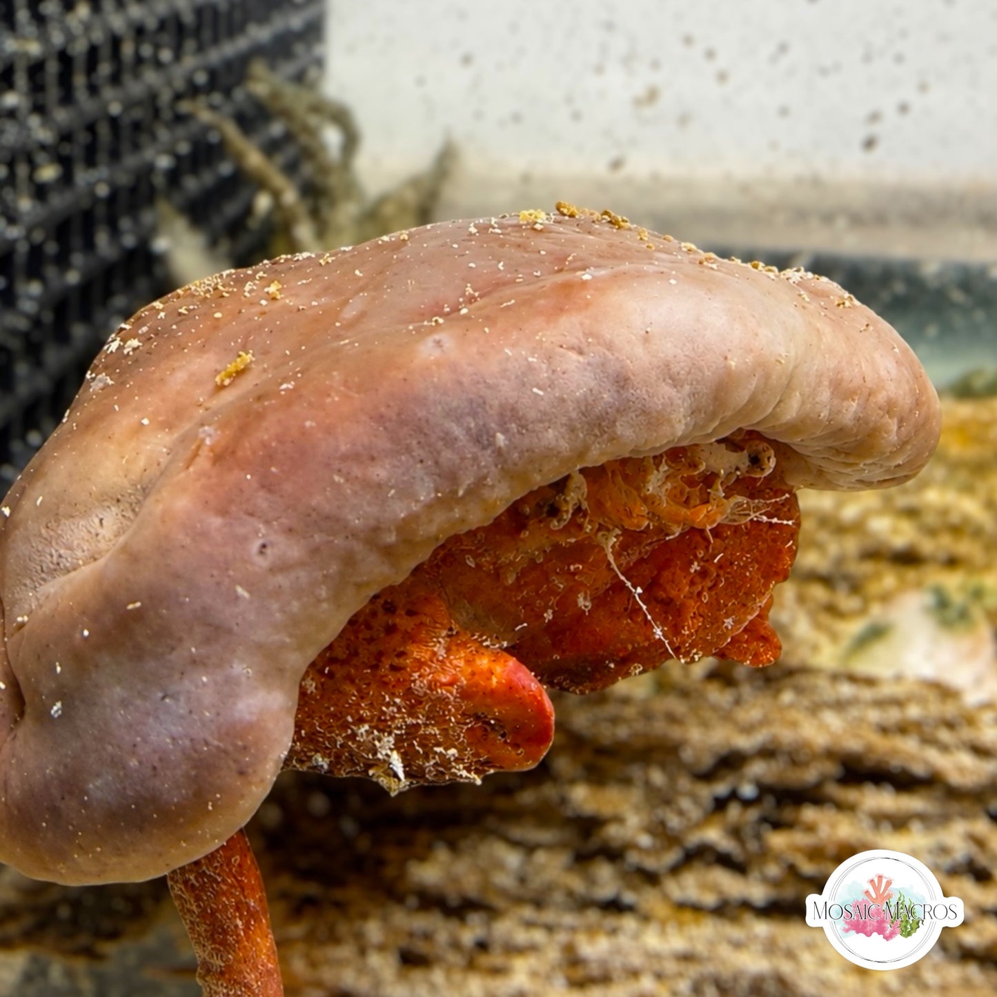 Helmet Sponge Crab | Cryptodromia antillensis