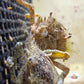 Pitho Crab | Pitho mirabilis