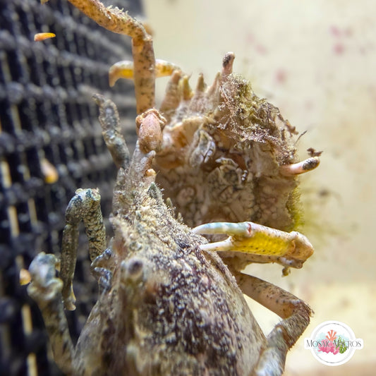 Pitho Crab | Pitho mirabilis