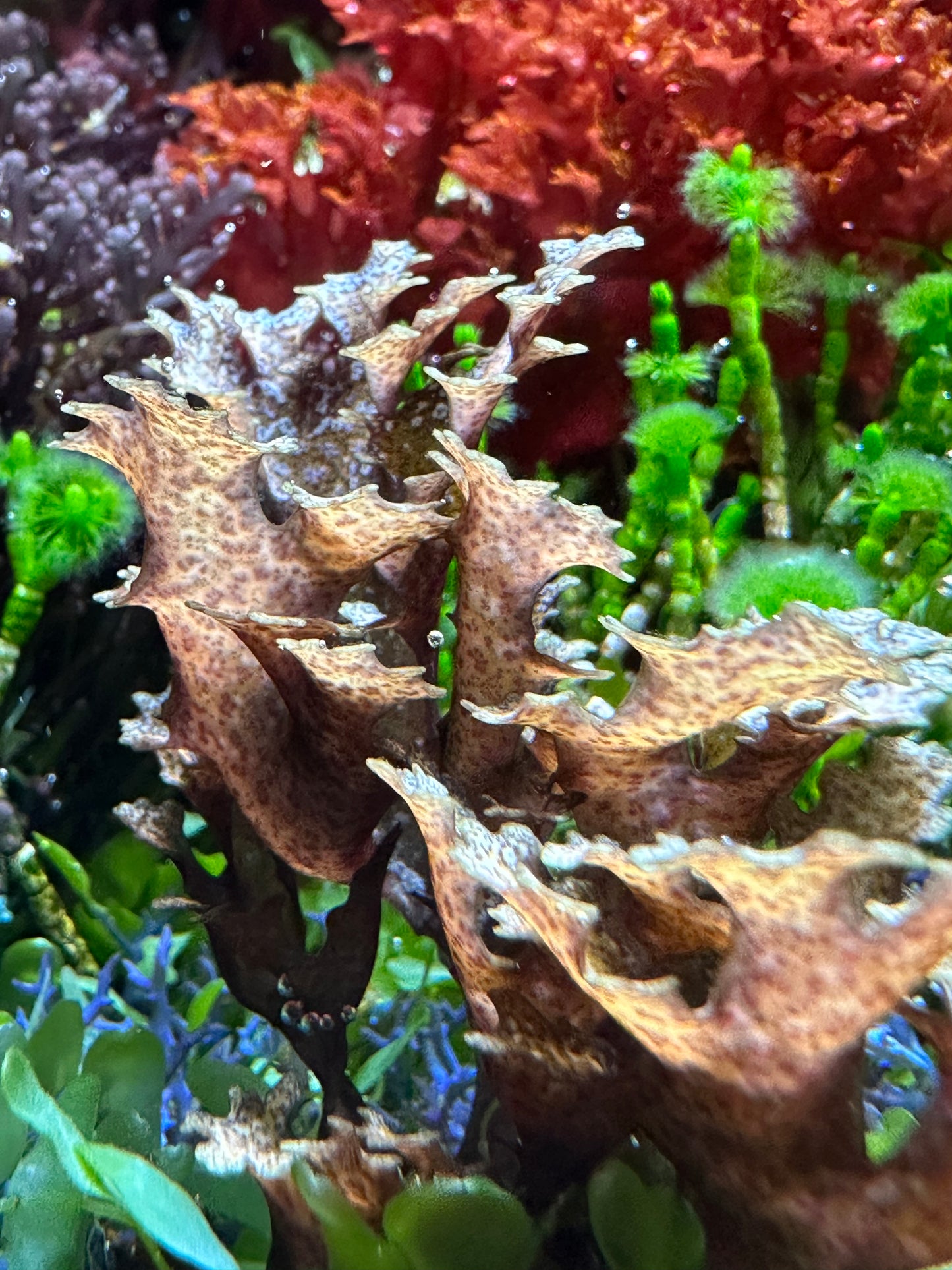 Mottled Halymenia Macroalgae | Halymenia maculata