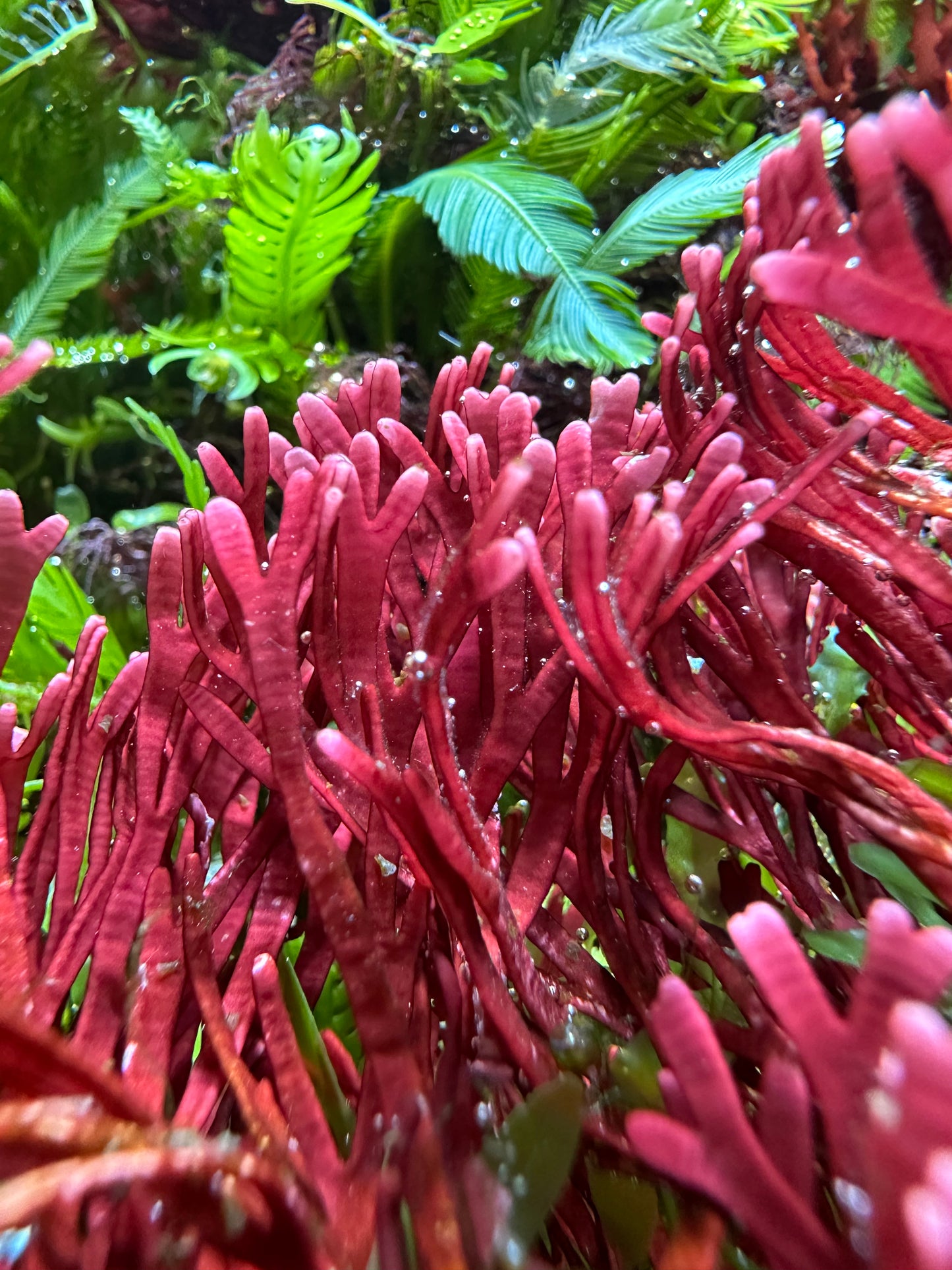 Flat-Branched Pink Thicket Macroalgae | Dichotomaria marginata