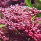 Branching Hex Macroalgae | Rhodopeltis sp.