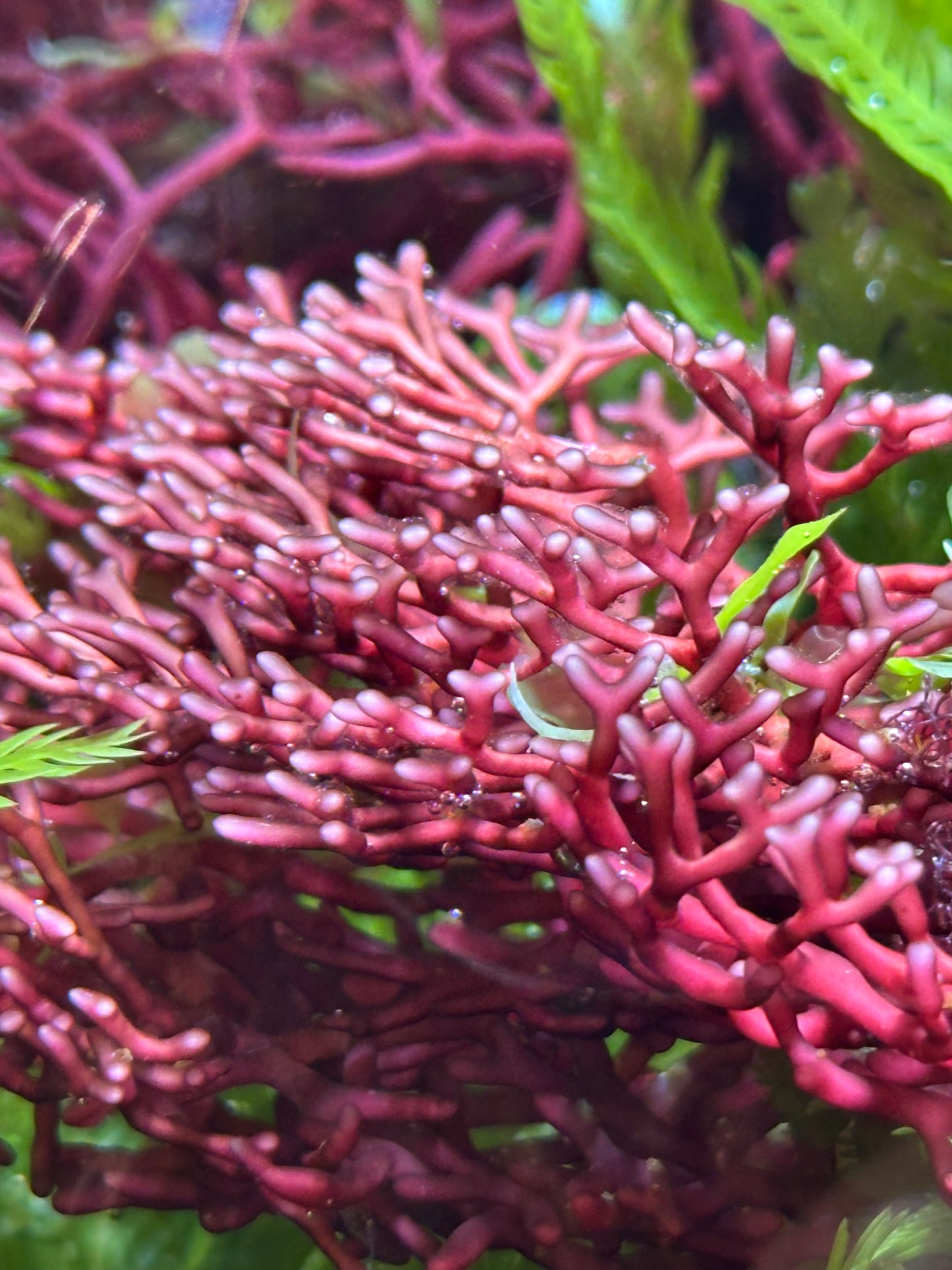 Branching Hex Macroalgae | Rhodopeltis sp.