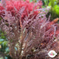 Prickly Seaweed Macroalgae | Acanthophora spicifera