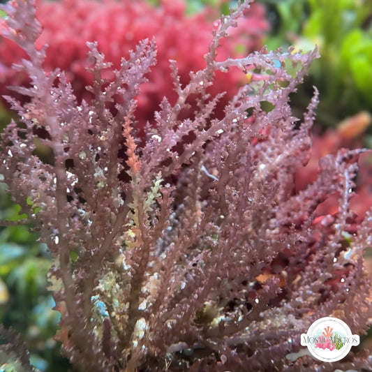 Prickly Seaweed Macroalgae | Acanthophora spicifera