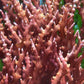 Spiny Seaweed Macroalgae | Eucheuma isiforme