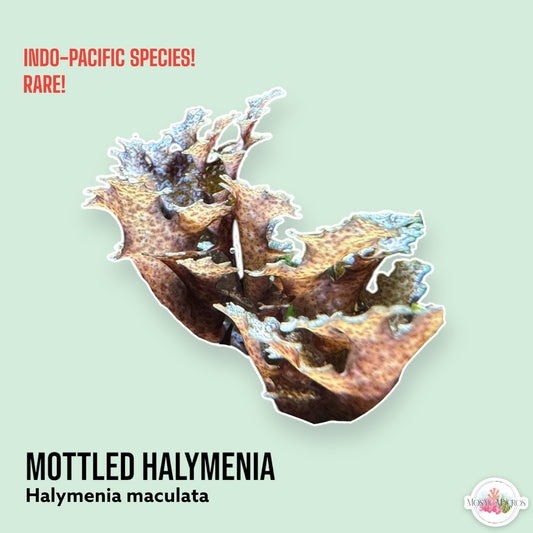 Mottled Halymenia Macroalgae | Halymenia maculata