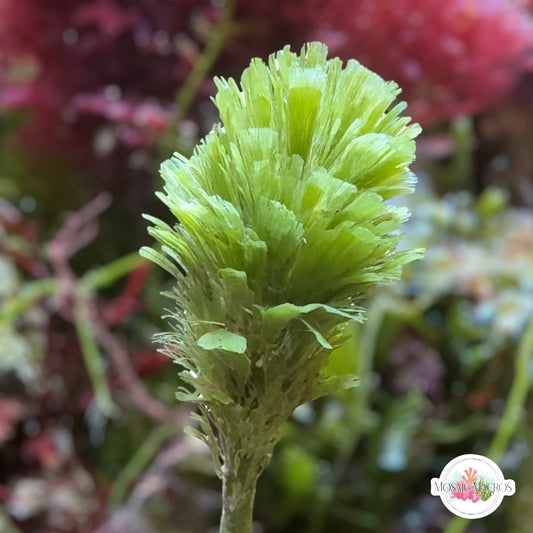 Pinecone Macroalgae | Rhipocephalus phoenix